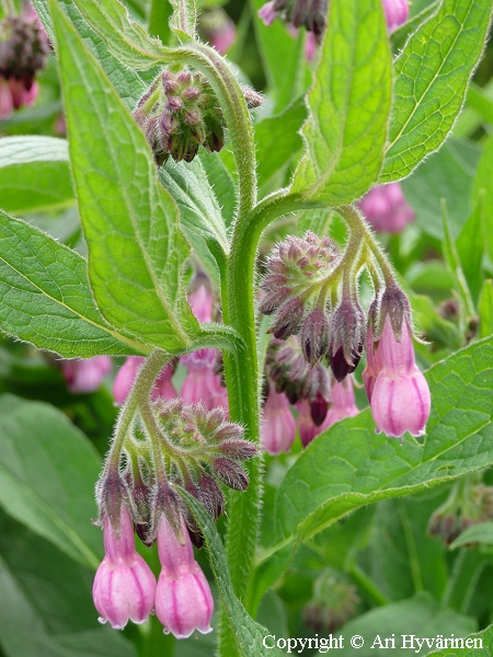 Symphytum officinale, tummarohtoraunioyrtti